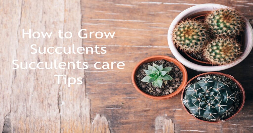 How to grow and care for succulents