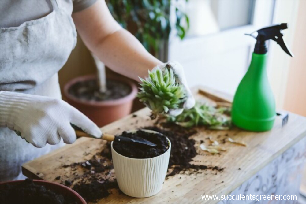 How to transplant succulents