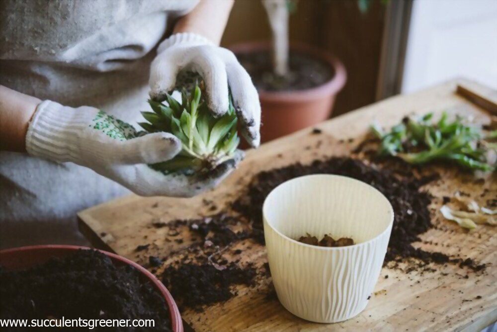 How to transplant succulents