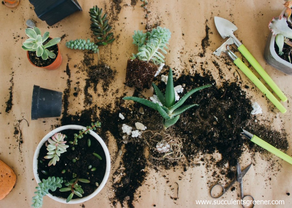 How to transplant succulents