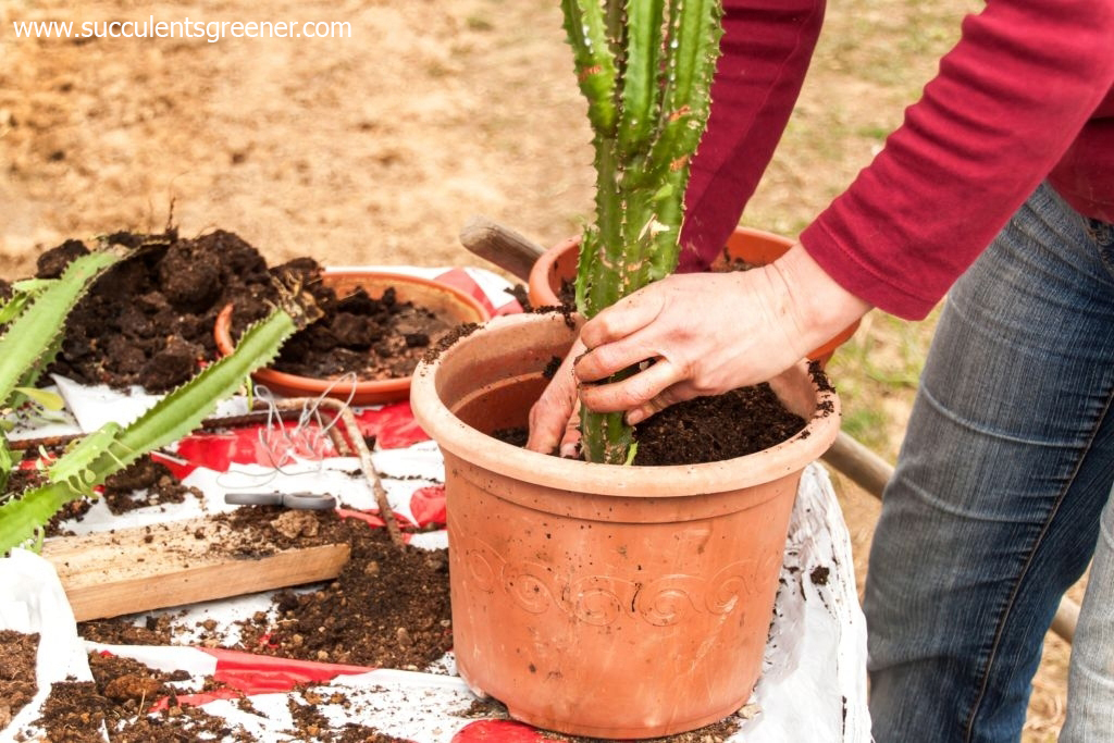 How to transplant succulents