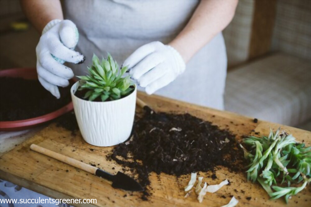 transplanting succulents