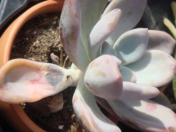 underwater succulent2