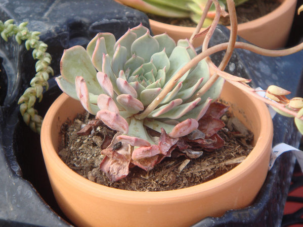 underwater succulent