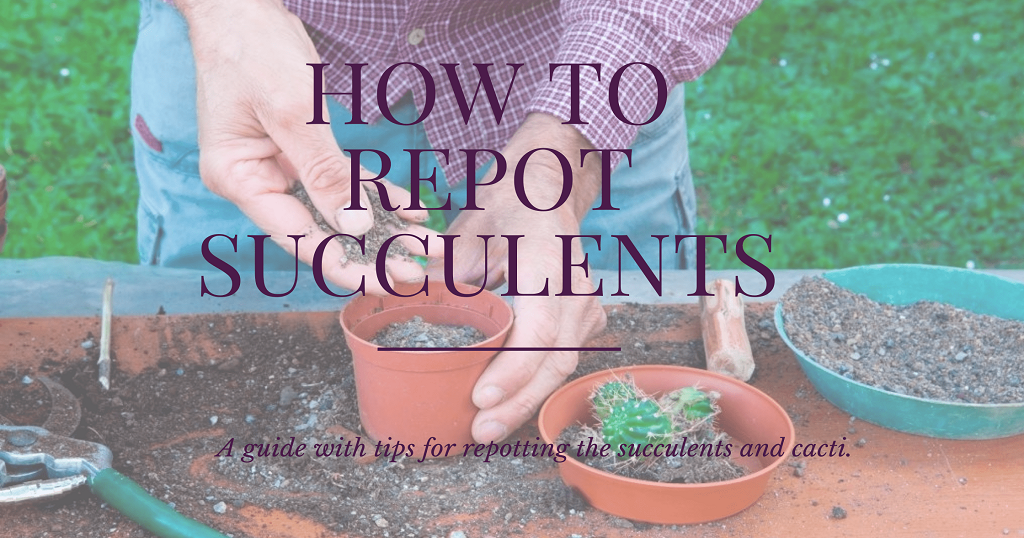 How to Repot succulents