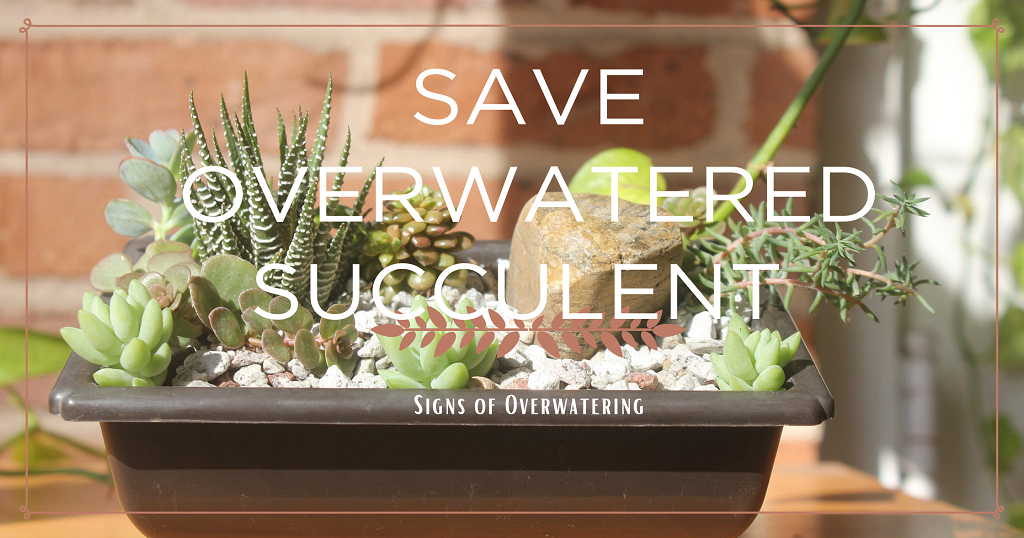 Overwatered succulent