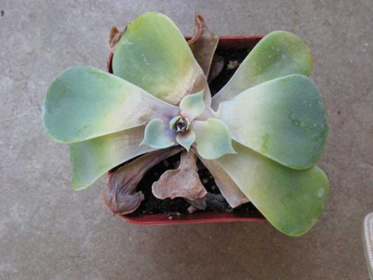 rotten succulent