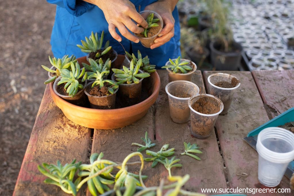 how to repot succulents
