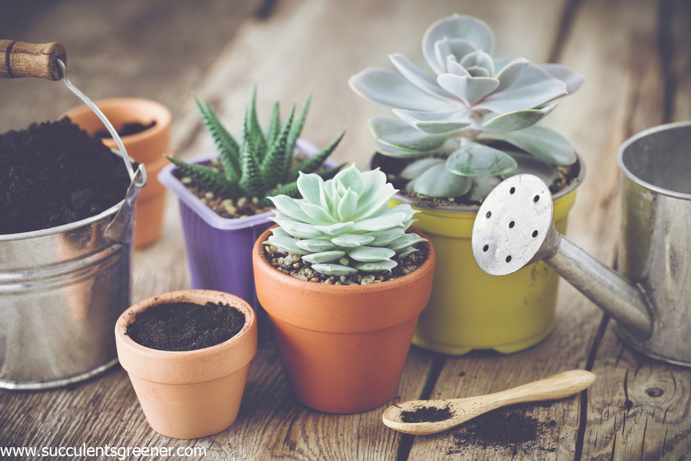 how to repot succulents