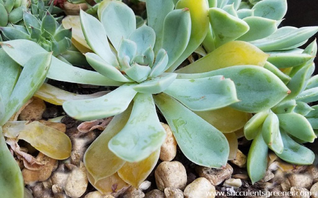 overwatered succulent