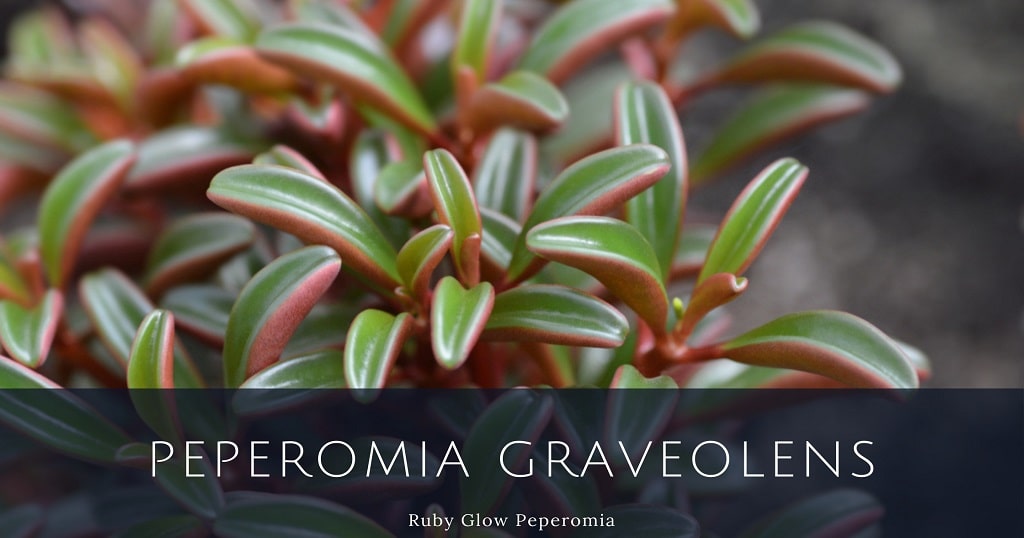 How To Grow Peperomia Graveolens Ruby Glow Succulent Plant