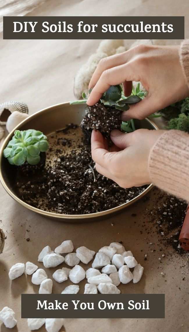 succulent soil mix ratio