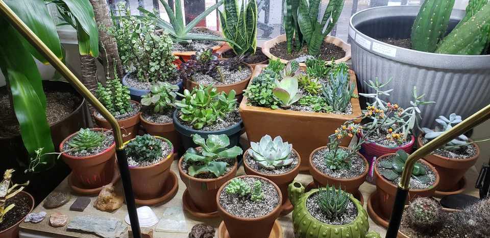 succulent soil types