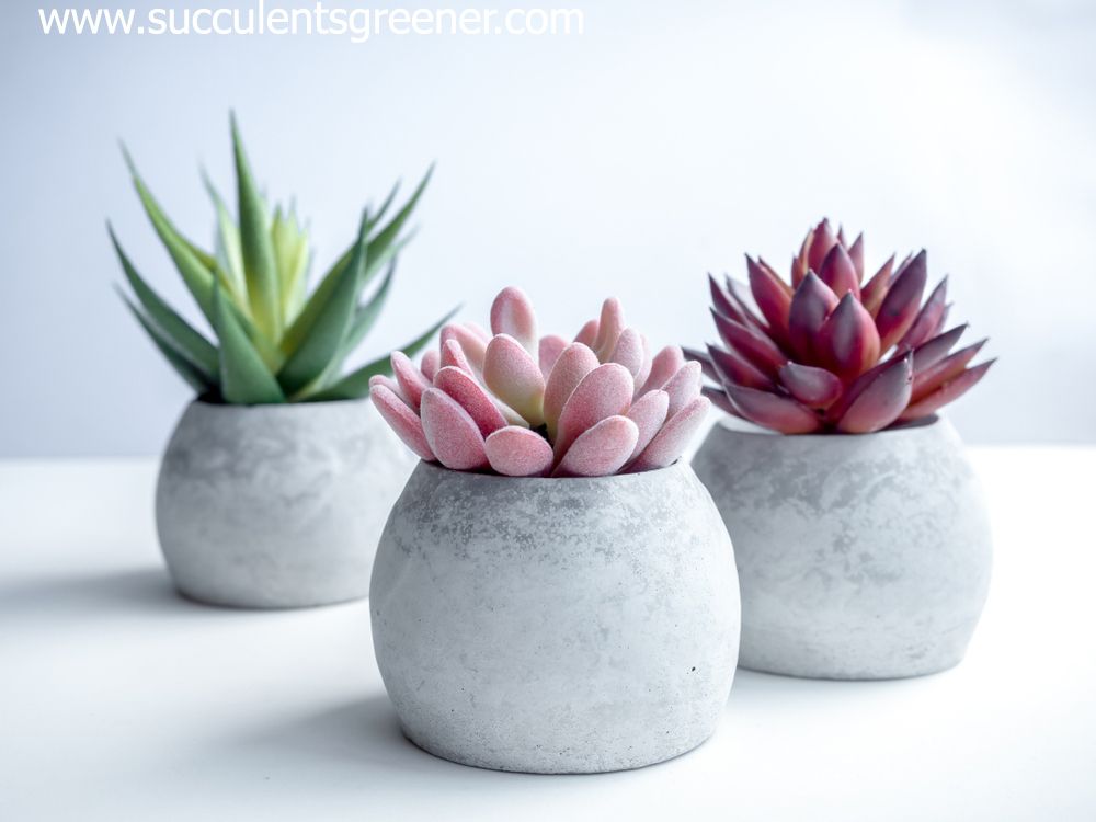 Succulent pots