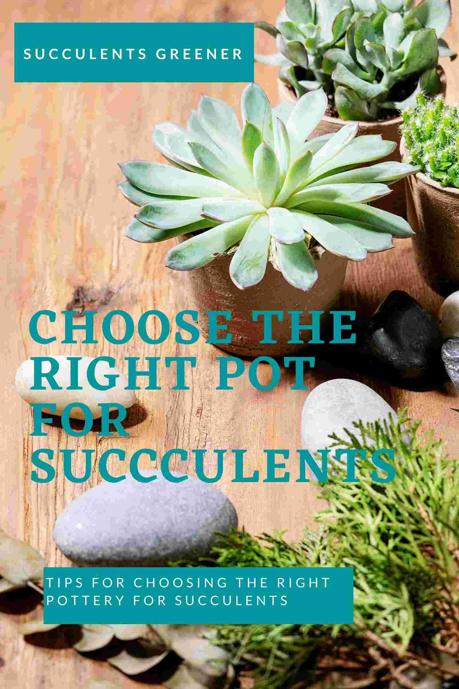 succulent pot