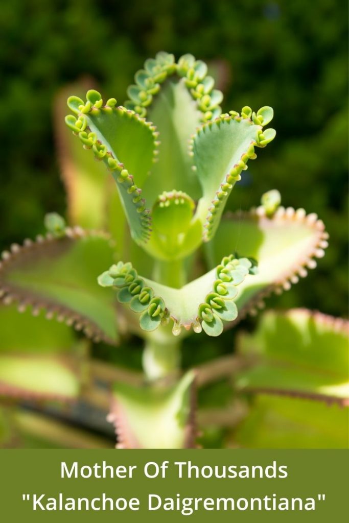 Mother Of Thousands