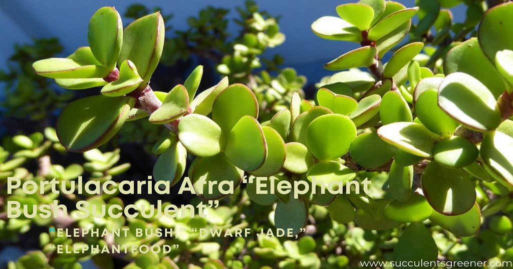 Portulacaria Afra “Elephant Bush Succulent” Plant