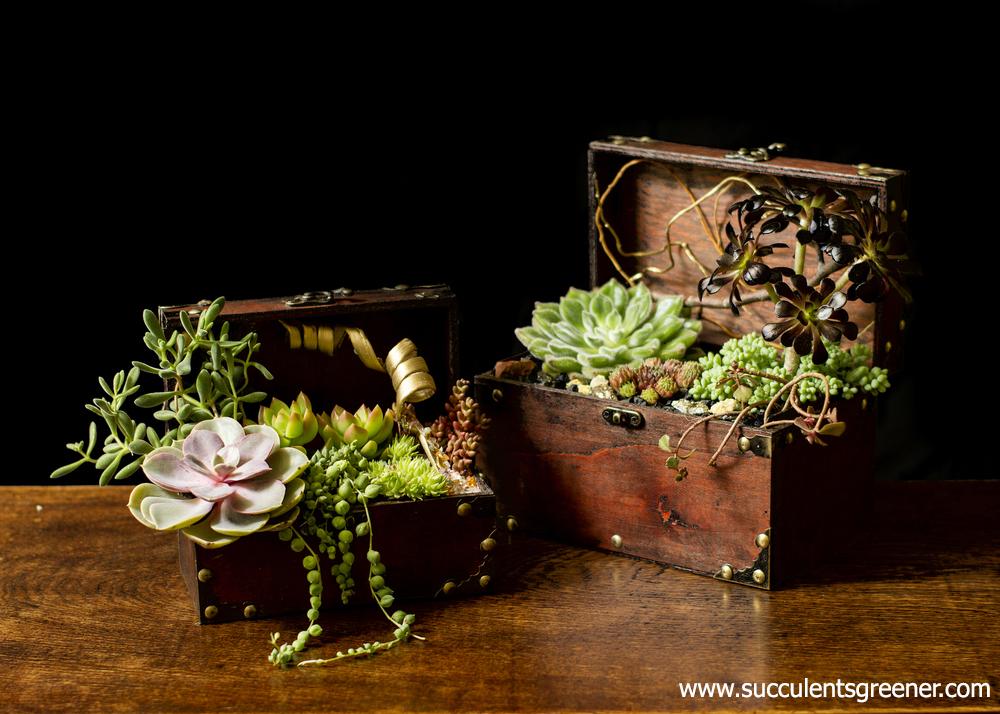 succulent pots