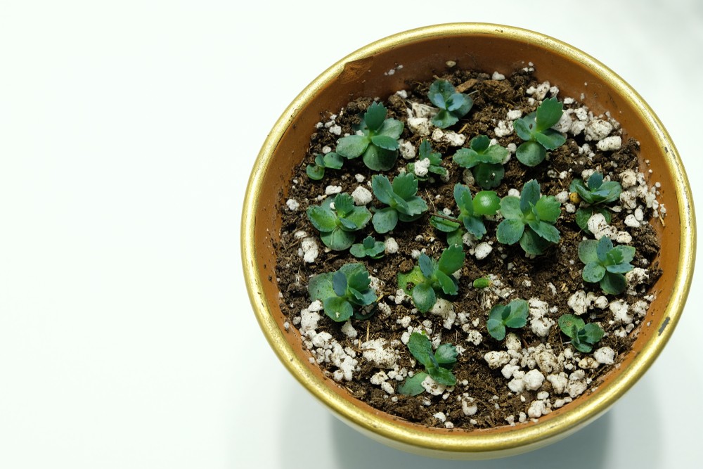 Mother of Thousands
