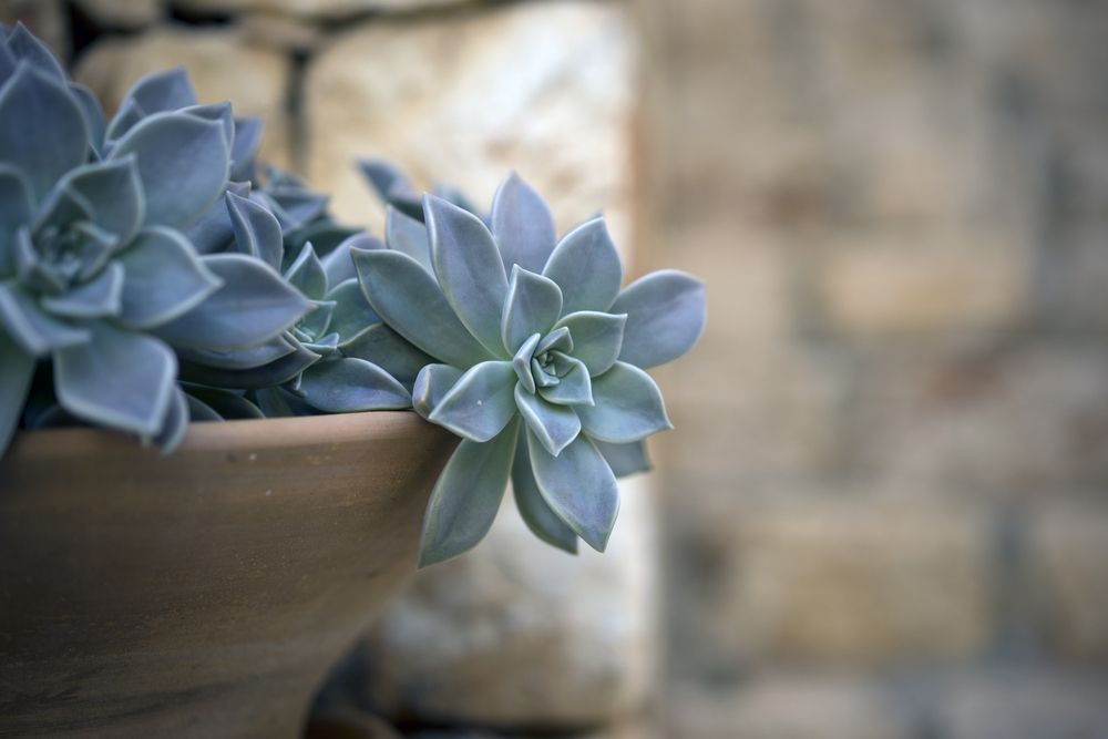 Succulent pots terracotta