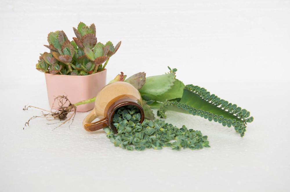 Mother of thousands propagation