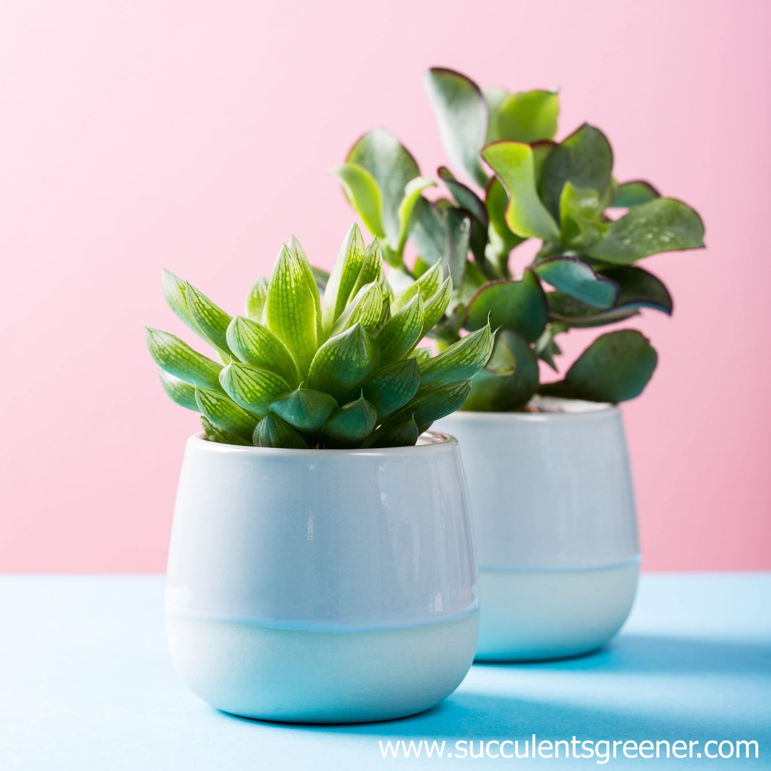 succulent pot ceramic