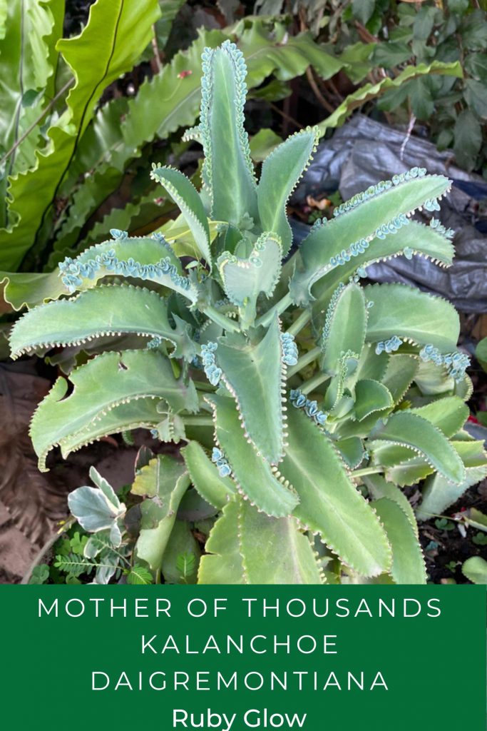 mother of thousands