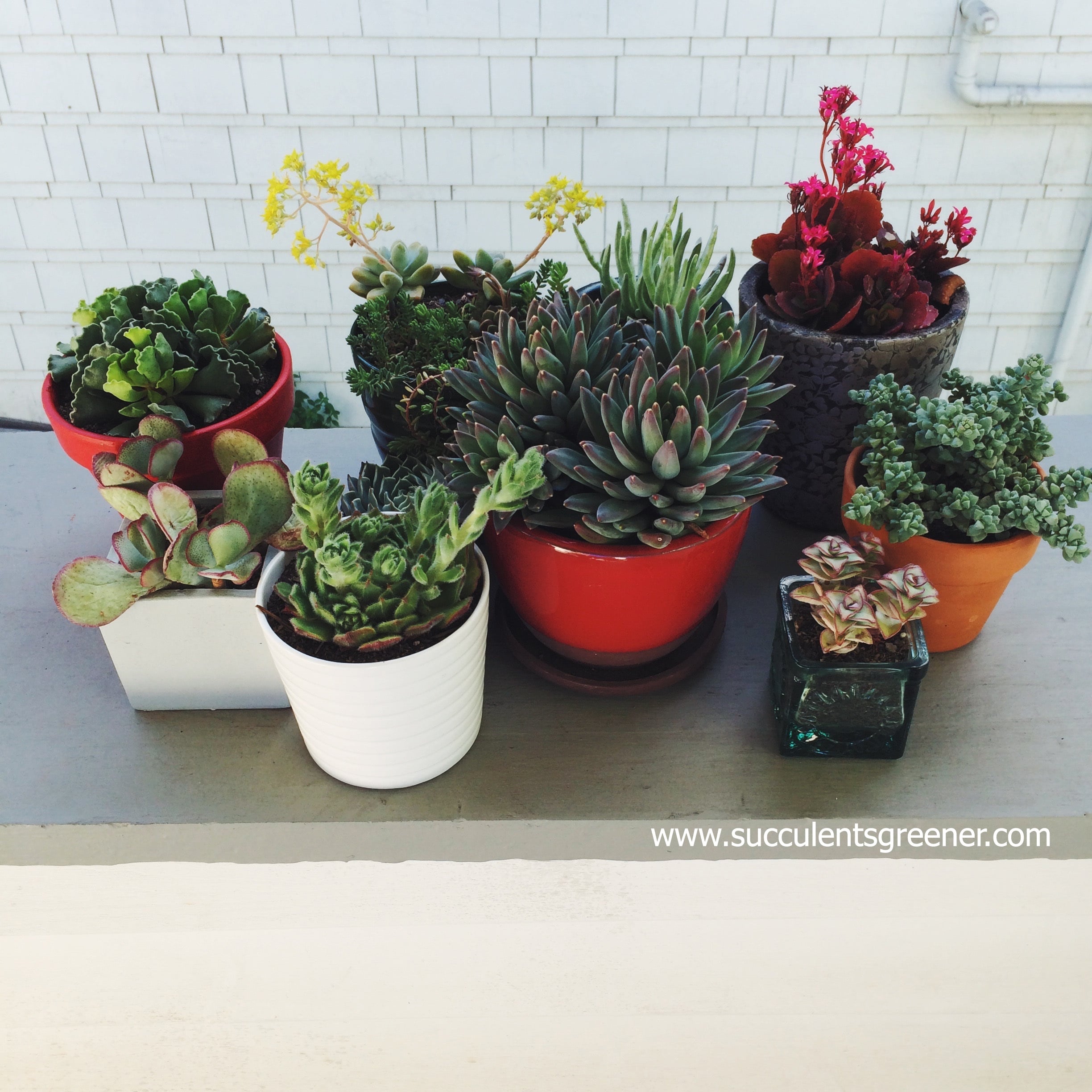 succulent pots