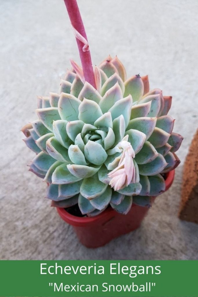 Echeveria Elegans