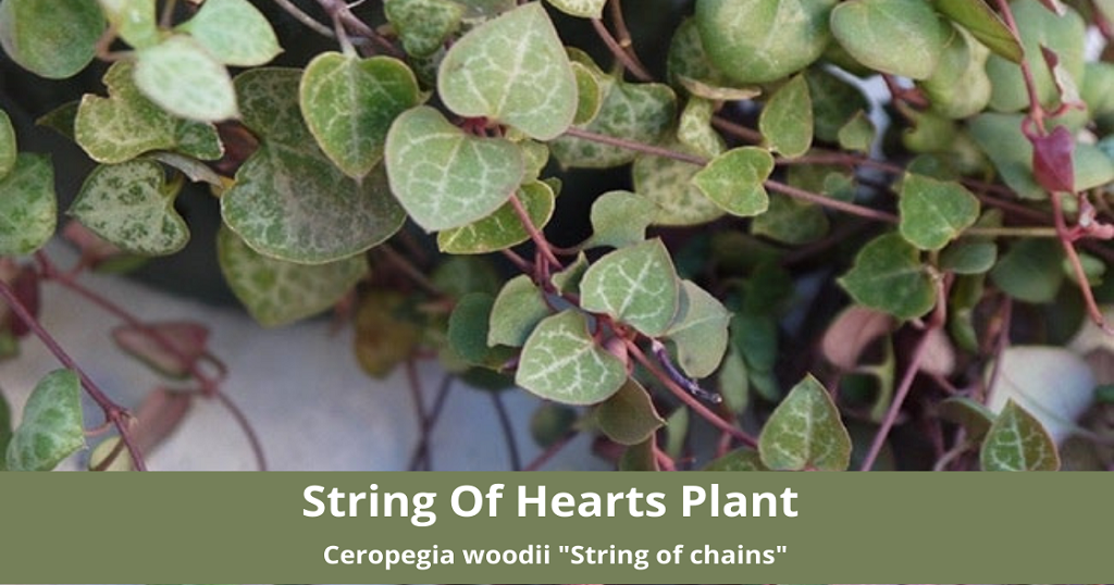 Variegated String of Hearts: Know How to Care and Grow