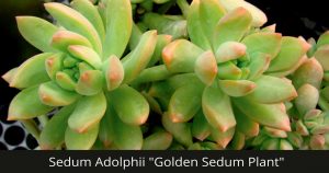 Sedum Adolphii Golden Glow Sedum Plant