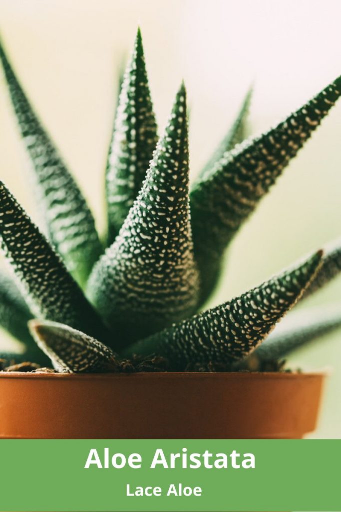 Aloe Aristata