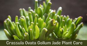 Crassula Ovata Gollum Jade Plant Care