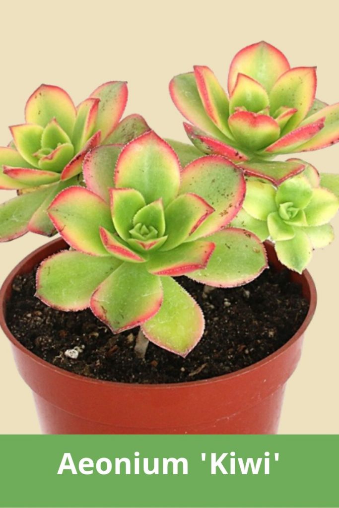 Aeonium kiwi