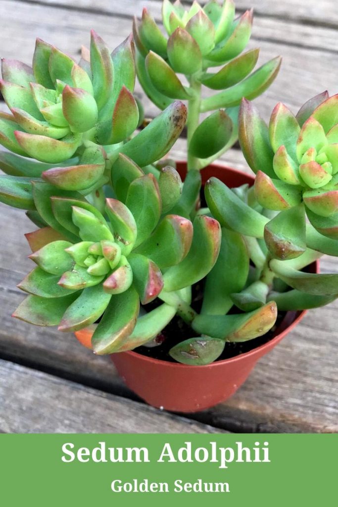 Sedum Adolphii