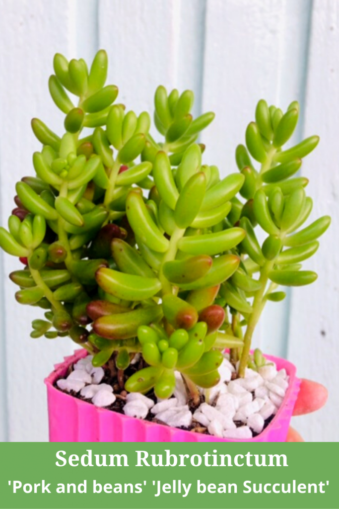 Sedum Rubrotinctum
