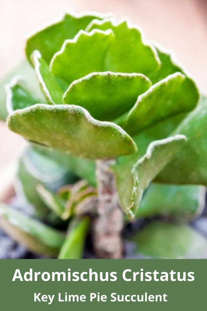 Adromischus cristatus
