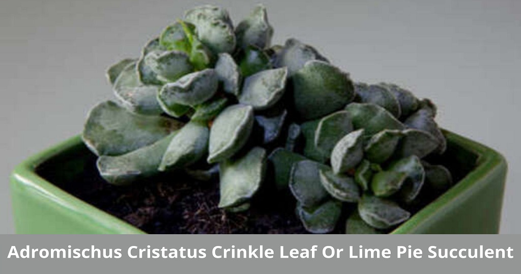 Adromischus Cristatus “Key Lime Pie” Succulent