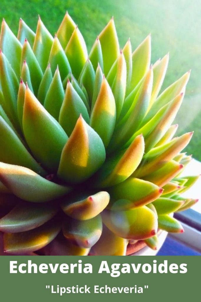 echeveria agavoides