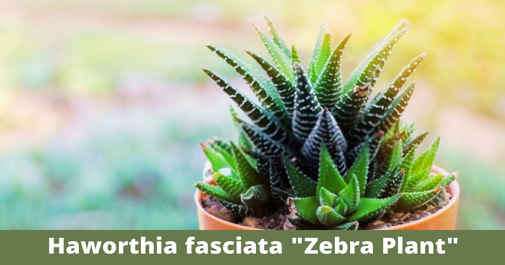 Haworthia Fasciata: How to Care Zebra Succulent Plant