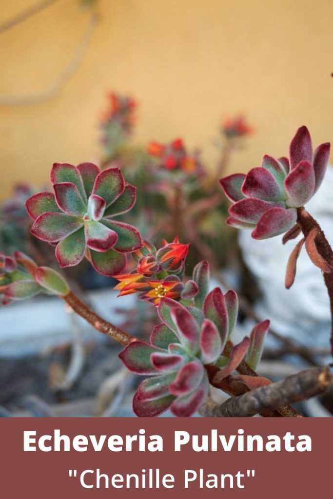 Echeveria Pulvinata Chenille Plant