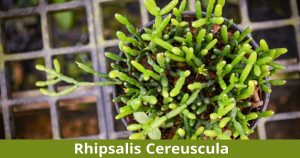 Rhipsalis Cereuscula Care and Propagation Info | Buy Now
