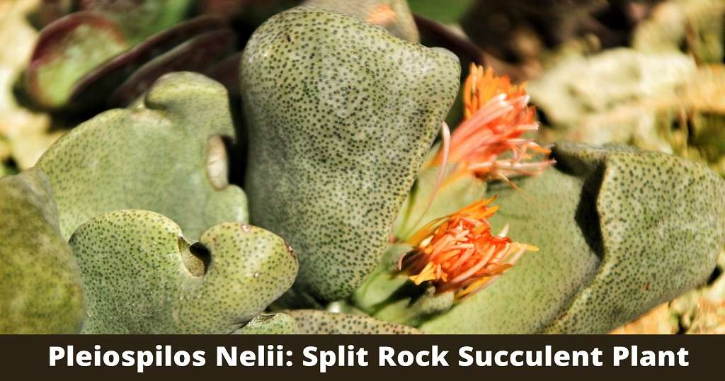 Pleiospilos Nelii: Split Rock Succulent Plant Care Guide