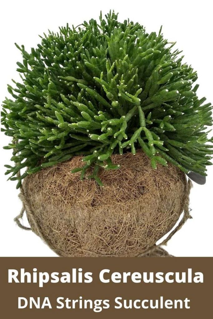 Rhipsalis Cereuscula