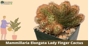 Mammillaria Elongata Cactus: How to Grow and Care Ladyfinger Plant
