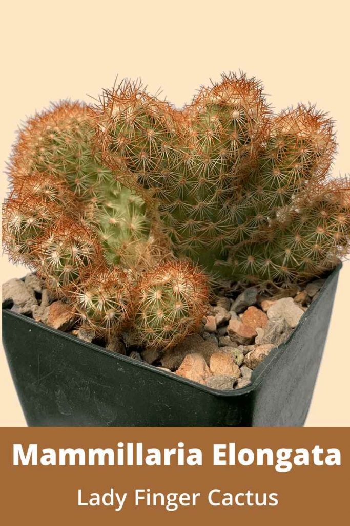 Mammillaria Elongata