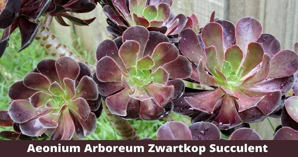Aeonium Arboreum Zwartkop Succulent Growing Guide