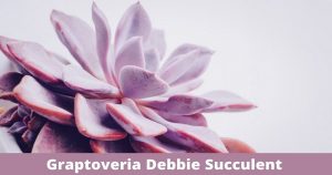 Graptoveria Debbie Succulent Plant Care Guide