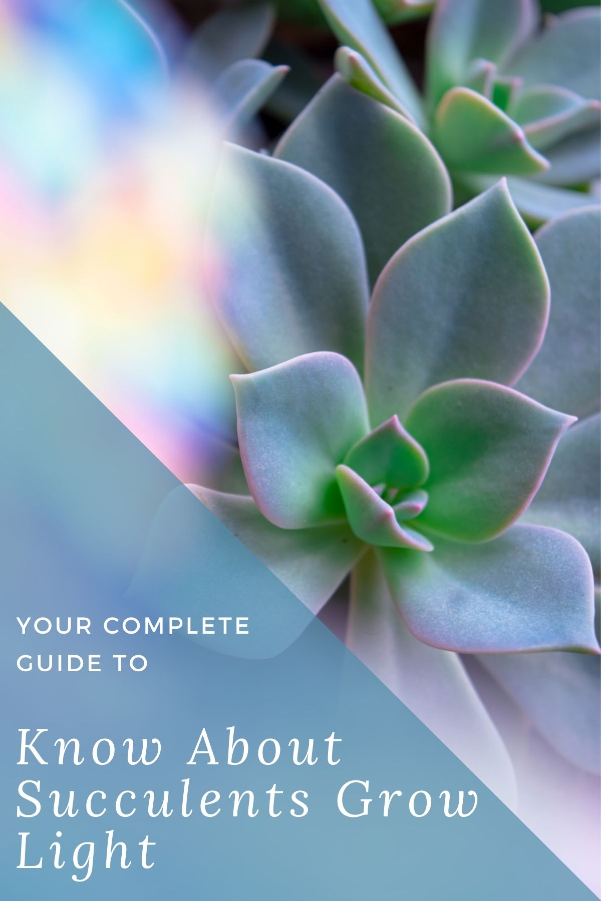 Grow light for succulents