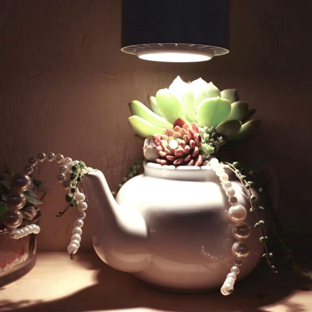 Led grow light for succulents